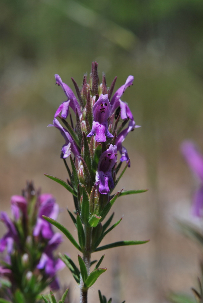 Thyme Spike