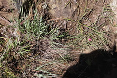 Hesperantha scopulosa