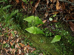 chiuluan, CC BY, iNaturalist via GBIF Bosmania membranacea, photograph chiuluan, CC BY, iNaturalist via GBIF