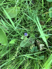 Glechoma hederacea
