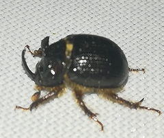 Odonteus armiger