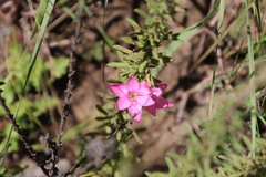 Hesperantha scopulosa