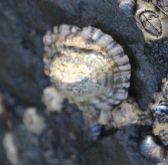 Siphonaria australis