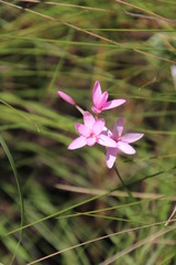 Hesperantha scopulosa
