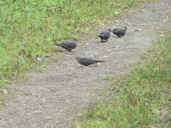Patagioenas plumbea