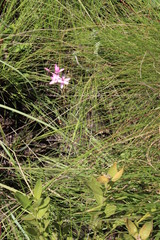 Hesperantha scopulosa