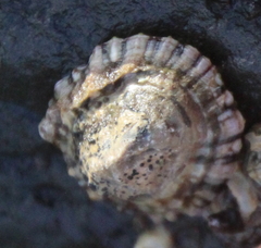 Siphonaria australis