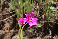 Hesperantha scopulosa