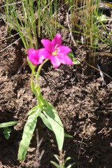 Hesperantha scopulosa