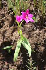 Hesperantha scopulosa