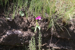 Hesperantha scopulosa