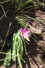 Hesperantha scopulosa