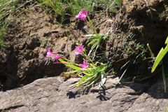 Hesperantha scopulosa