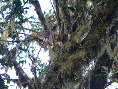 Pseudocolaptes boissonneautii