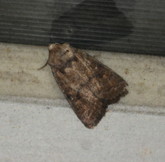 Hoplodrina octogenaria