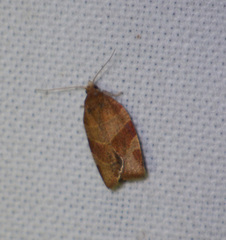 Pandemis cinnamomeana