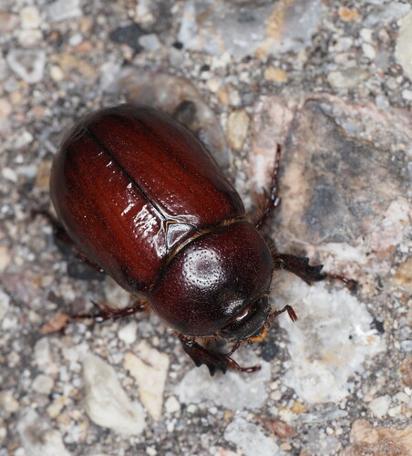 Carrot Beetle photo 3