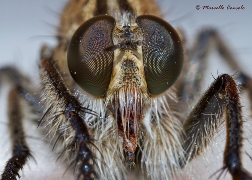 Machimus gonatistes