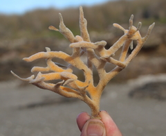 Pararhaphoxya sinclairi