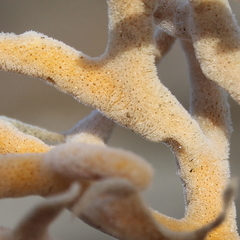 Pararhaphoxya sinclairi