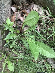 Taraxacum officinale