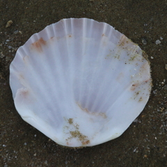 Pecten novaezelandiae