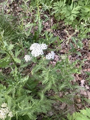 Achillea millefolium