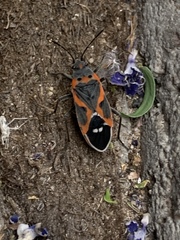 Lygaeus kalmii