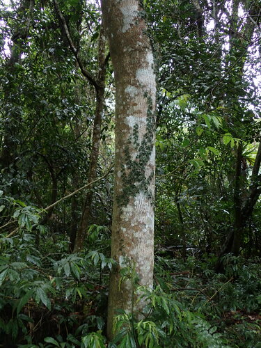 Image of Tetrastigma obtectum by (c) chiuluan, some rights reserved (CC BY)