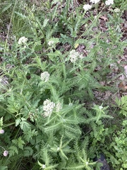 Achillea millefolium