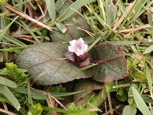 Strobilanthes reptans