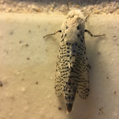 Polyphagozerra coffeae