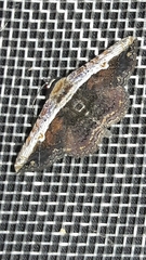 Selenisa sueroides