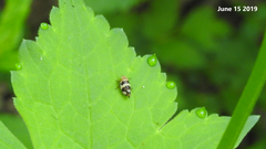 Mesoptyelus nigrifrons