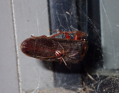 Latrodectus geometricus