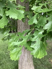 Quercus macrocarpa