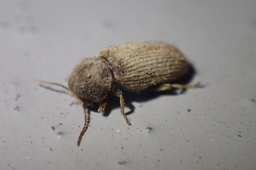 Priobium punctatum · iNaturalist