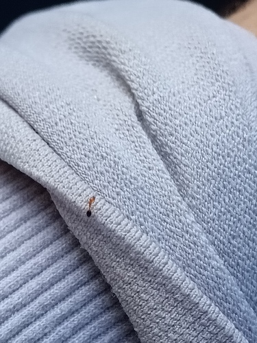 Monomorium intrudens