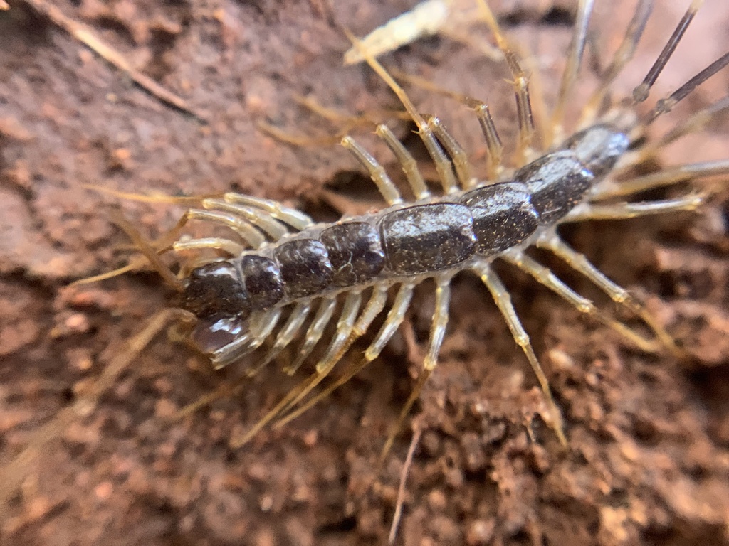South African House Centipede