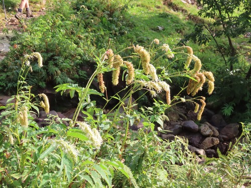 Image of Sanguisorba dodecandra by (c) Marco Mussita, some rights reserved (CC BY)