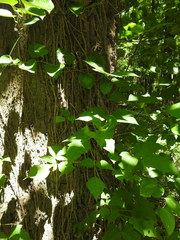 Toxicodendron radicans