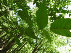 Toxicodendron radicans