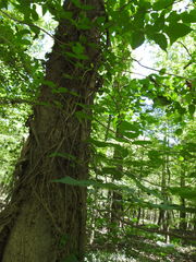 Toxicodendron radicans