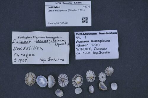 Black-rib Limpet