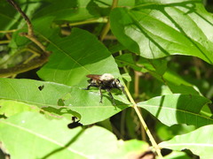 Asilidae