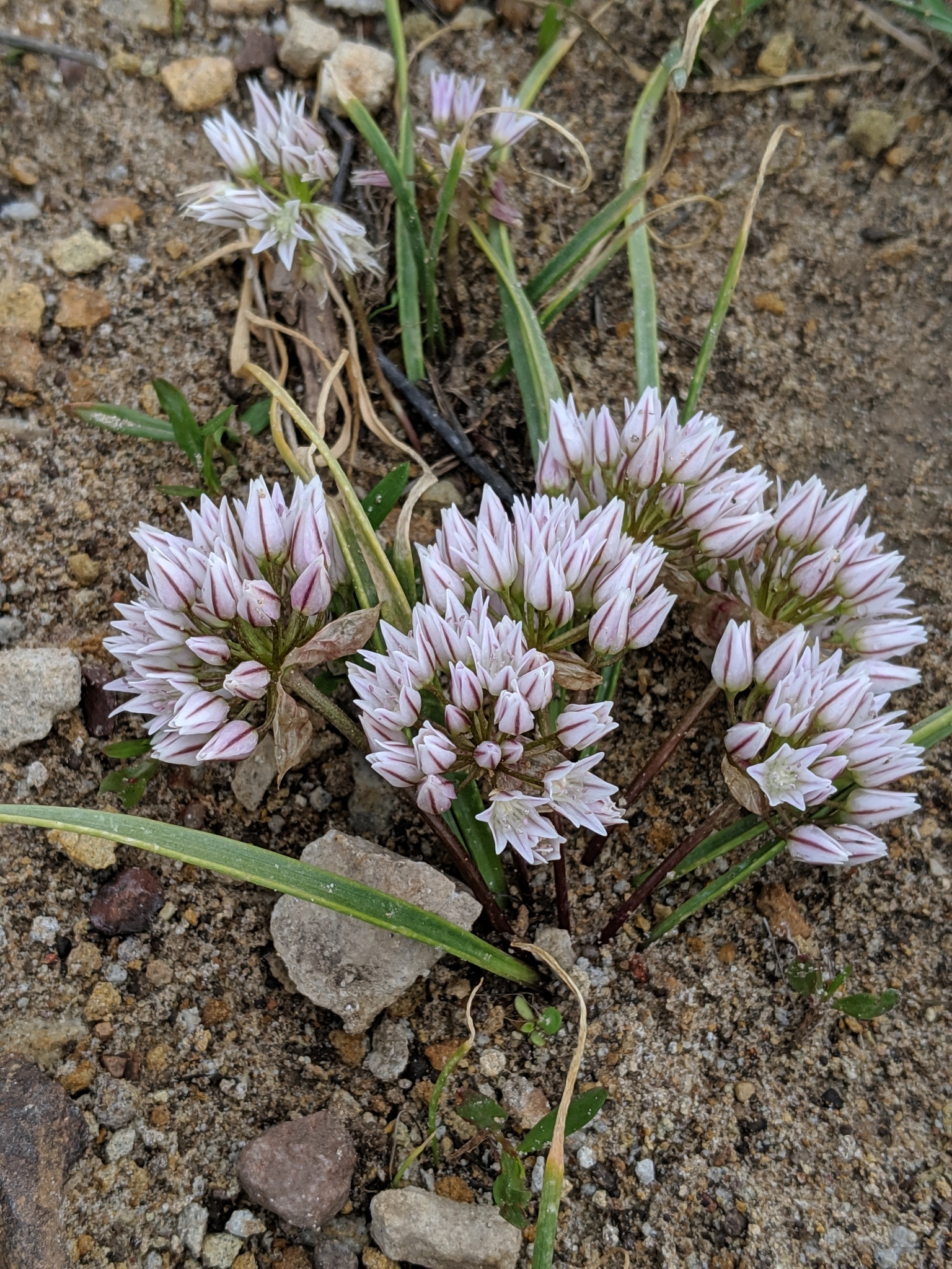 Allium brandegeei