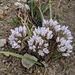 Allium brandegeei - Photo (c) Heather McEntire,  זכויות יוצרים חלקיות (CC BY-NC), הועלה על ידי Heather McEntire