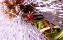 Disonycha admirabila