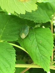 Chlorochroa uhleri