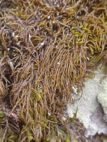 Pterigynandrum filiforme